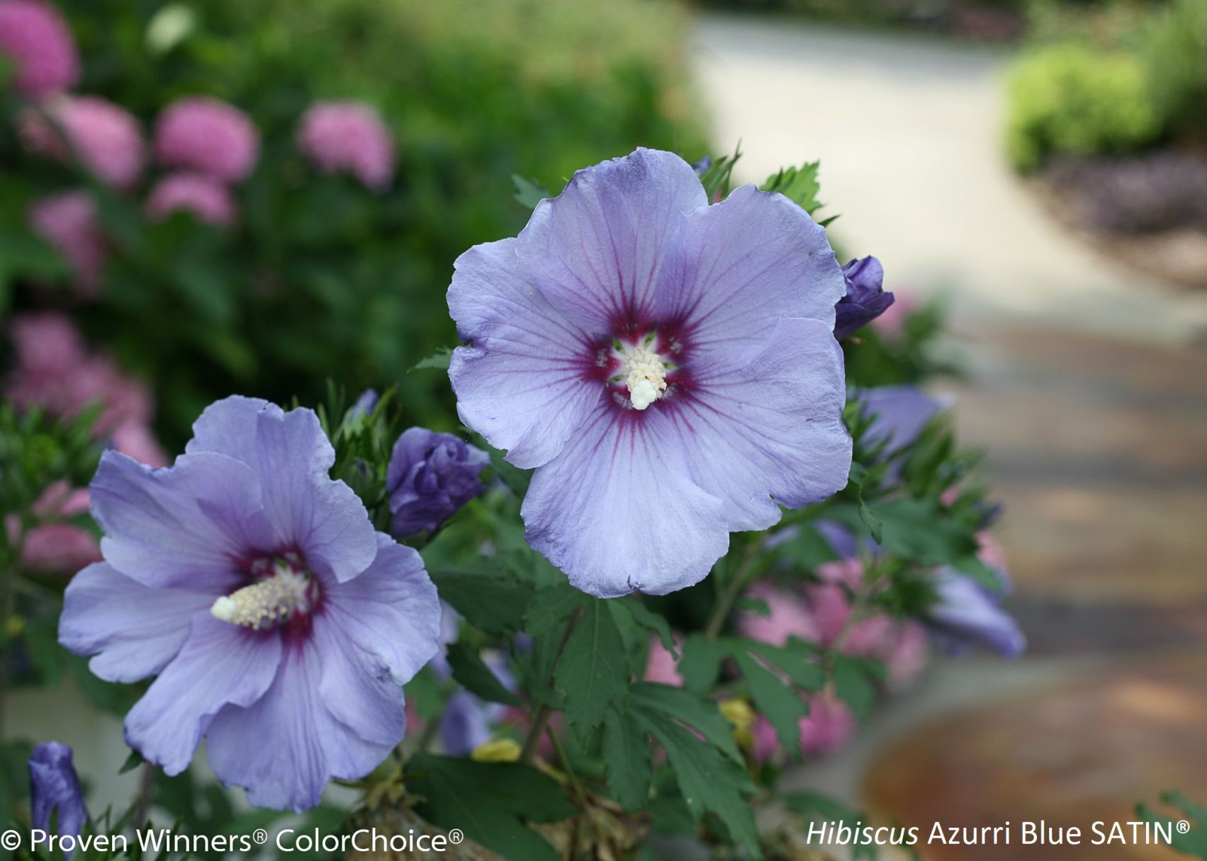 Hibiscus_AzurriBlueSatinColorChoice_SpringMeadow.jpg